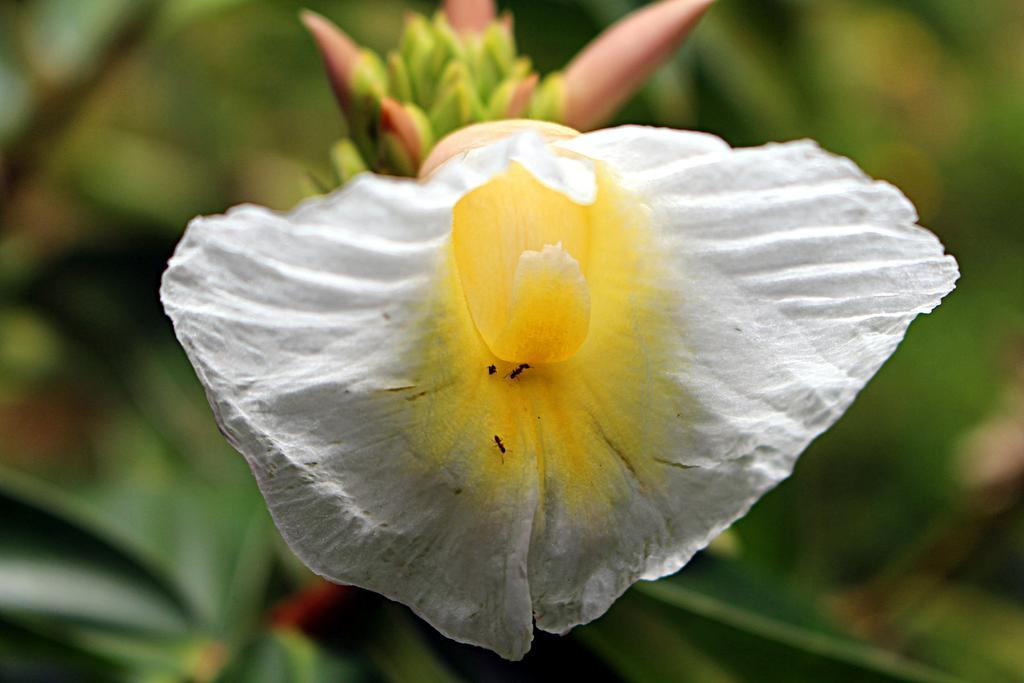 Garden Guesthouse Kampong Chhnang Dış mekan fotoğraf