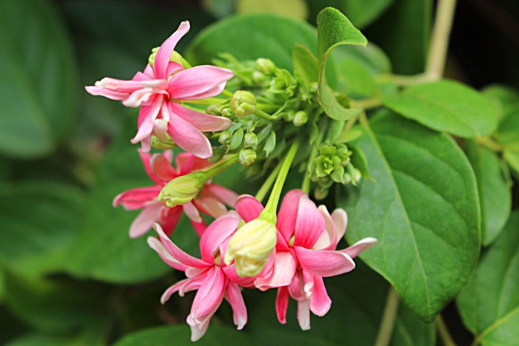 Garden Guesthouse Kampong Chhnang Dış mekan fotoğraf