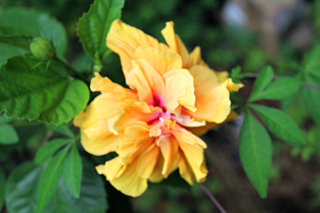 Garden Guesthouse Kampong Chhnang Dış mekan fotoğraf