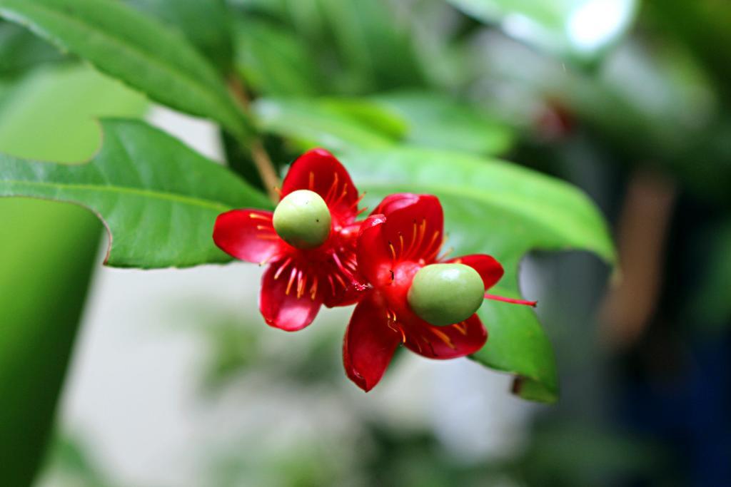 Garden Guesthouse Kampong Chhnang Dış mekan fotoğraf