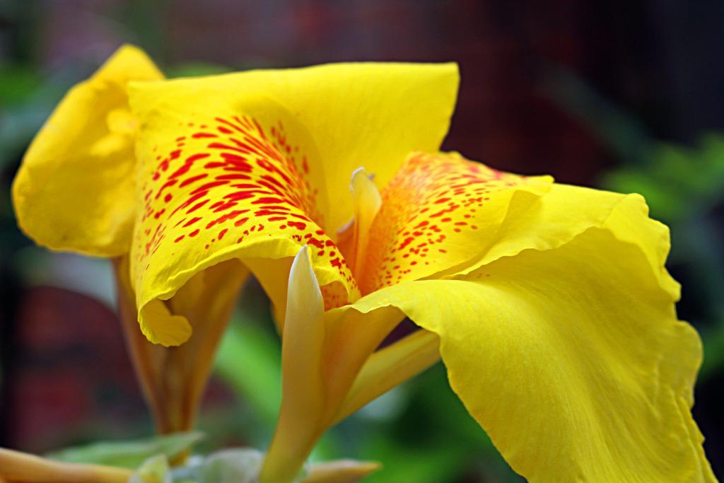 Garden Guesthouse Kampong Chhnang Dış mekan fotoğraf