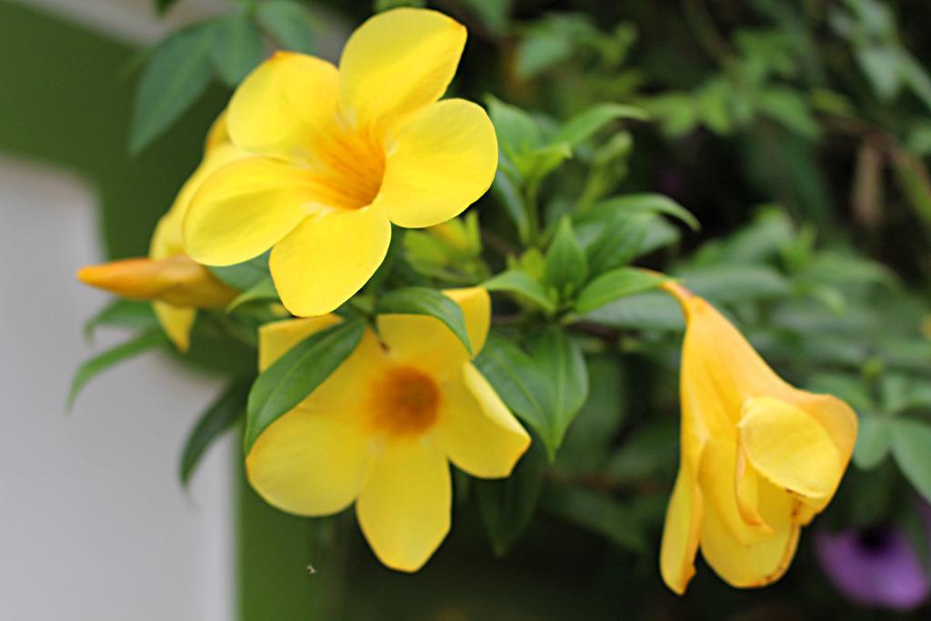 Garden Guesthouse Kampong Chhnang Dış mekan fotoğraf